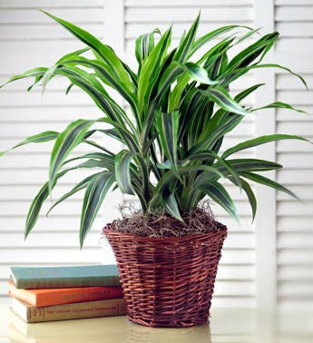 Planta Verde