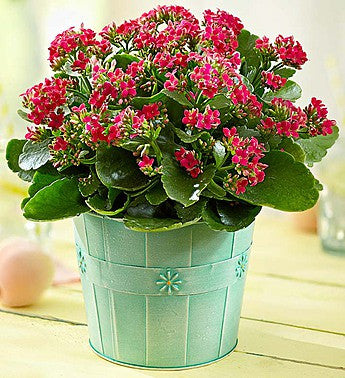 Planta Kalanchoe